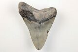 3.37" Fossil Megalodon Tooth - North Carolina - #200726-1